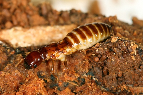 Công ty diệt mối tại nhà tại quy nhơn